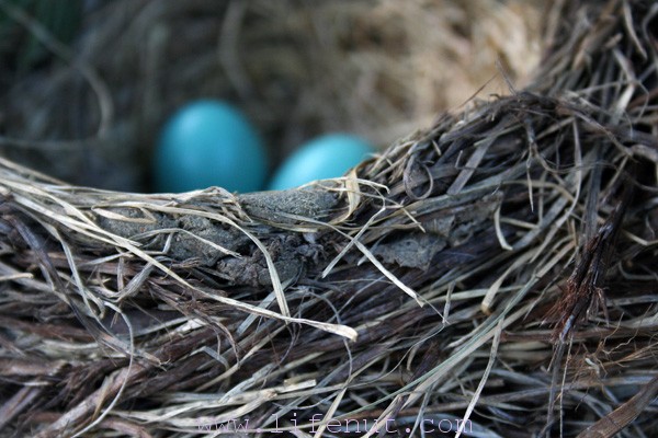 Six photos explain why Spring wins « Lifenut